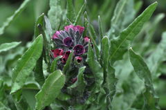 Cynoglossum officinale